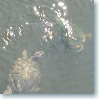 turtles plying in the water.