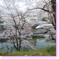 sakura and shinkansen in yamagata city icon