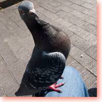 shy pigeons of japan icon