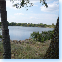 Looking between trees on a lake.