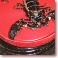 Rice Wine Scorpions, Vietnamese Folk Medicine