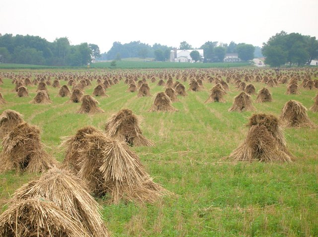 Hay stacks set by Amish farmers in Holmes County Ohio.