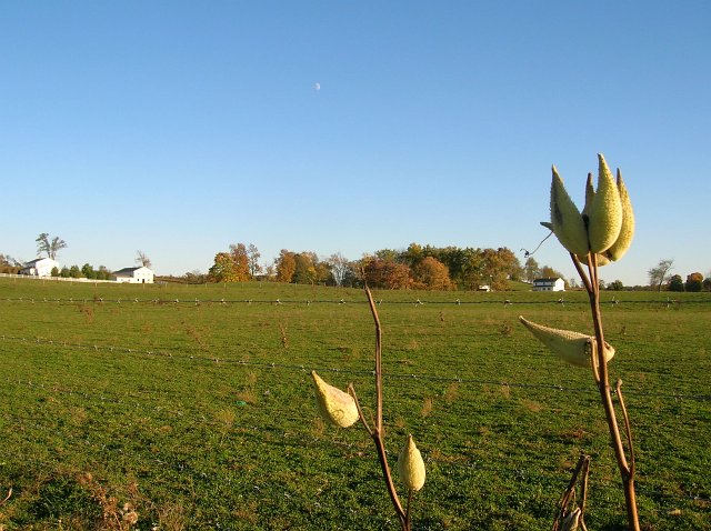 Milkweed pods near an Amish farm in Holmes County Ohio.