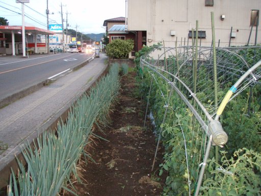 Street Side Garden in Kawaguchiko Japan.