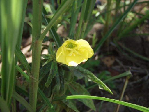 A yellow flower on top of Mount Tenjo in Kawaguchiko Japan.