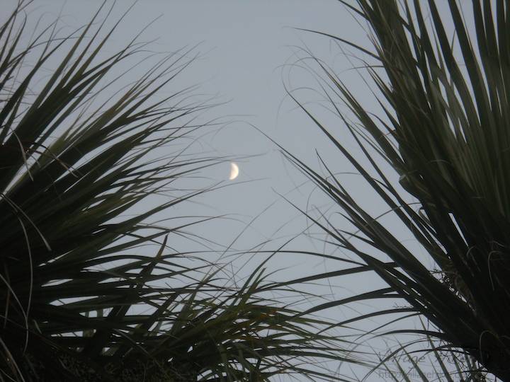 Palm fronds frame a late afternoon moon near the Atlantic Ocean at Melbourne Beach, Florida. The dominate tree in this part of the Sunshine State, palms show up in multiple varieties, providing differently interesting scenery morning, afternoon and night. Snapped with a Nikon Coolpix L22. Copyright 2010 by Village Hiker Publishing Company. All rights reserved. Please do not use without permission. Contact Village Hiker for digital reproduction and high-resolution prints.