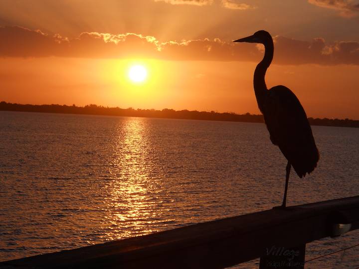 A heron watches the sun set over the Indian River while resting on the public pier at Melbourne Beach Florida. The heron sat most motionless for 15 or more photos, shuffling its feathers slightly one time to express concern at the closing distance between bird and photographer. One step back calmed its mind. Soon, it soared down, then up and away as a heavy-steeping newcomer approached too quickly. Smart fowl. Snapped with a Nikon Coolpix L22. Copyright 2010 by Village Hiker Publishing Company. All rights reserved. Please do not use without permission. Contact Village Hiker for digital reproduction and high-resolution prints.