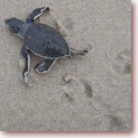 logger head baby turtle heads across beach toward the atlantic ocean