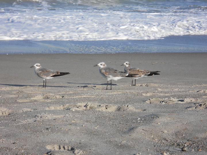 Three sandpipers wait from a photographer to leave their turf so they can return to the surf for an afternoon snack of sand crabs. Some sandpipers allow slow moving people to come within feet before flapping a few meters off. They seldom fly far. Snapped with a Nikon Coolpix L22. Copyright 2010 by Village Hiker Publishing Company. All rights reserved. Please do not use without permission. Contact Village Hiker for digital reproduction and high-resolution prints.