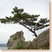 a sculpted tree grows out of a rock in wakanura bay