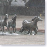 Mustangs running in the rain. Icon sized photo.