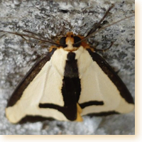 Clymene Moth icon.