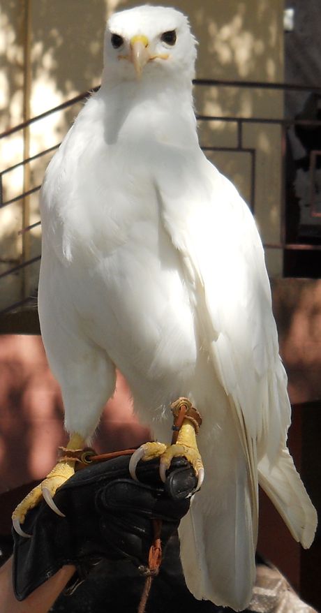 A red-tailed hawk, Lakota is leucistic, having no pigment in her feathers. Her honey and deep black eyes show she is not albino.