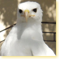 leucistic red tail icon