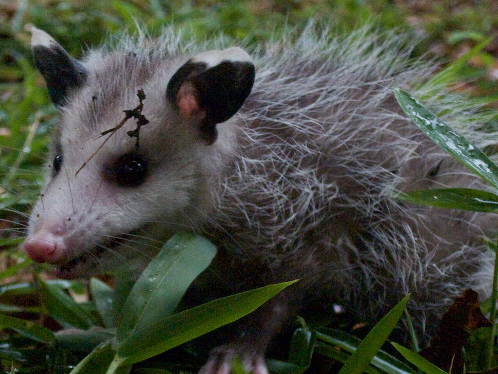 docile opossum
