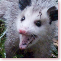 Opossum baby icon