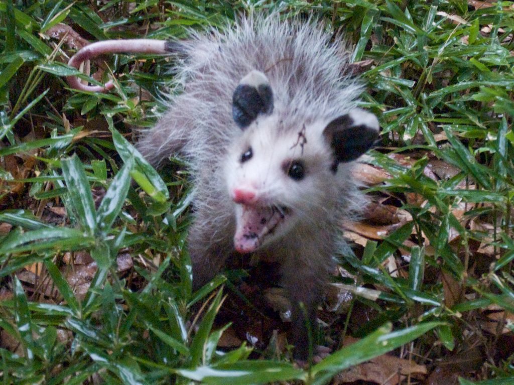opossum baring teeth
