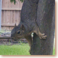 wily squirrel heading head-first down a tree