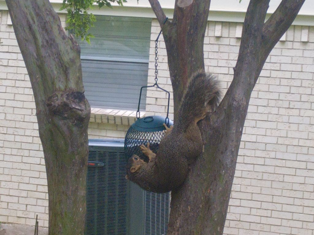 Squirrel raids bird feeder