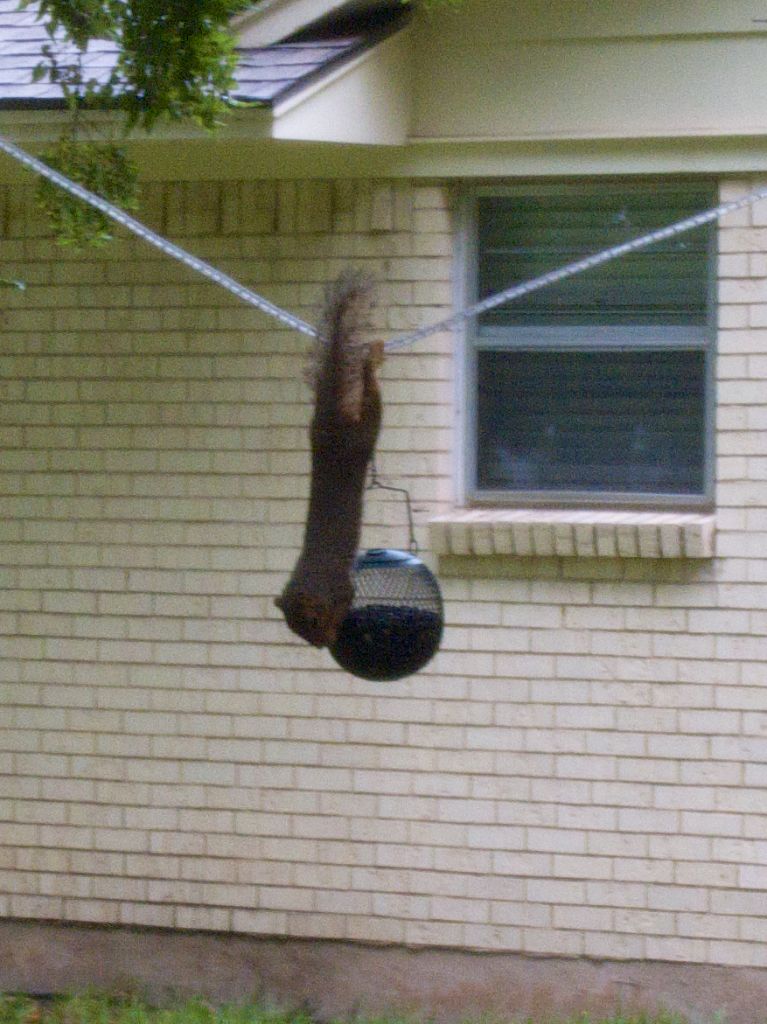 Squirrel stretches for bird feeder
