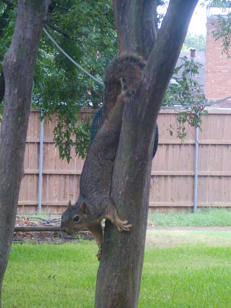 Squirrel stretches in tree