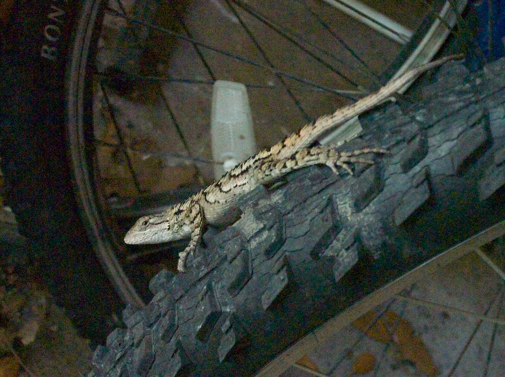 Texas Lizard on Bicycle Tire