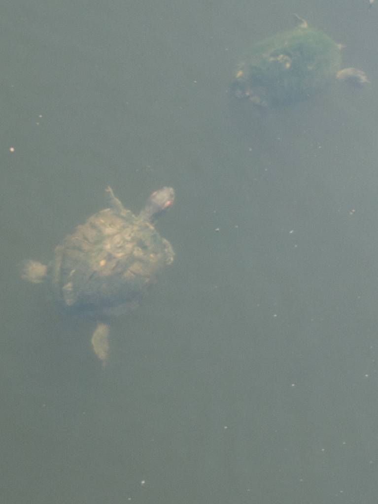 Mossy and Smooth Back Turtles Face Off