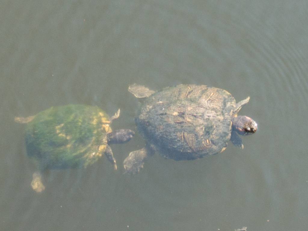 Mossy Turtle Closes In On Smooth Back