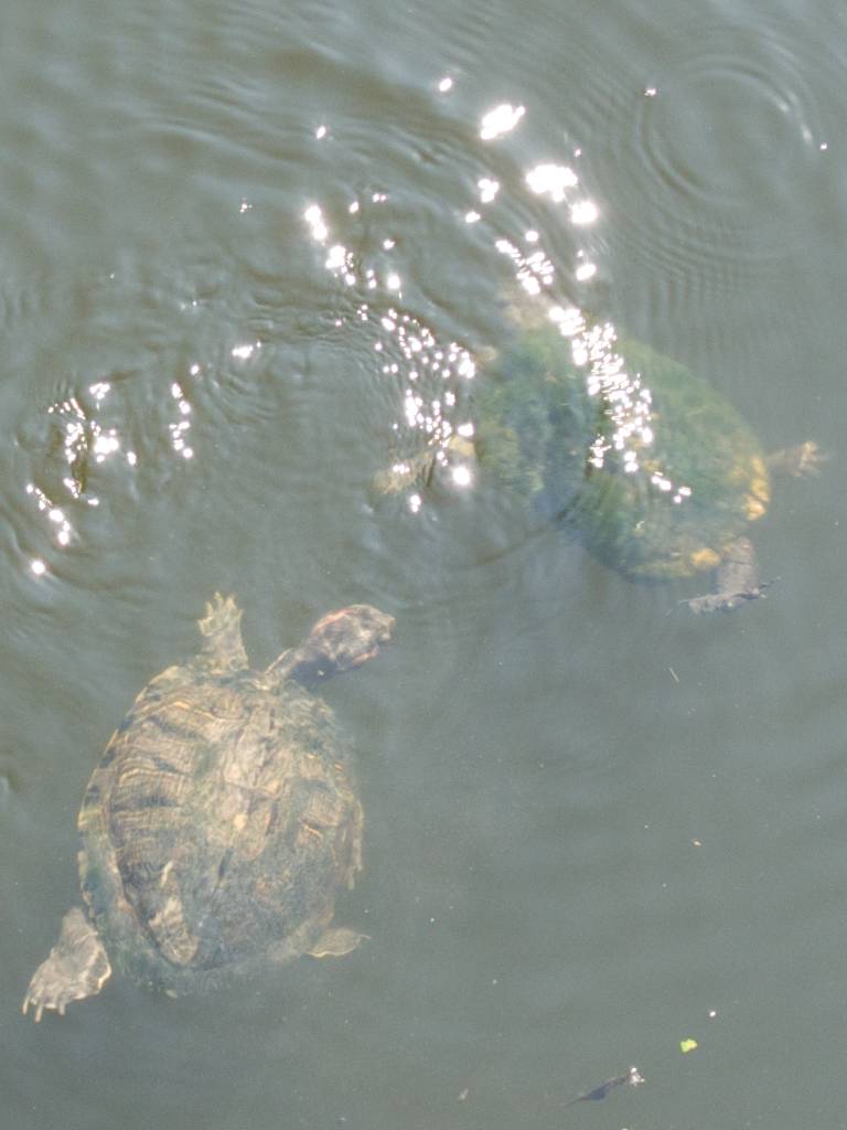 Smooth Back Turtle Slips Away