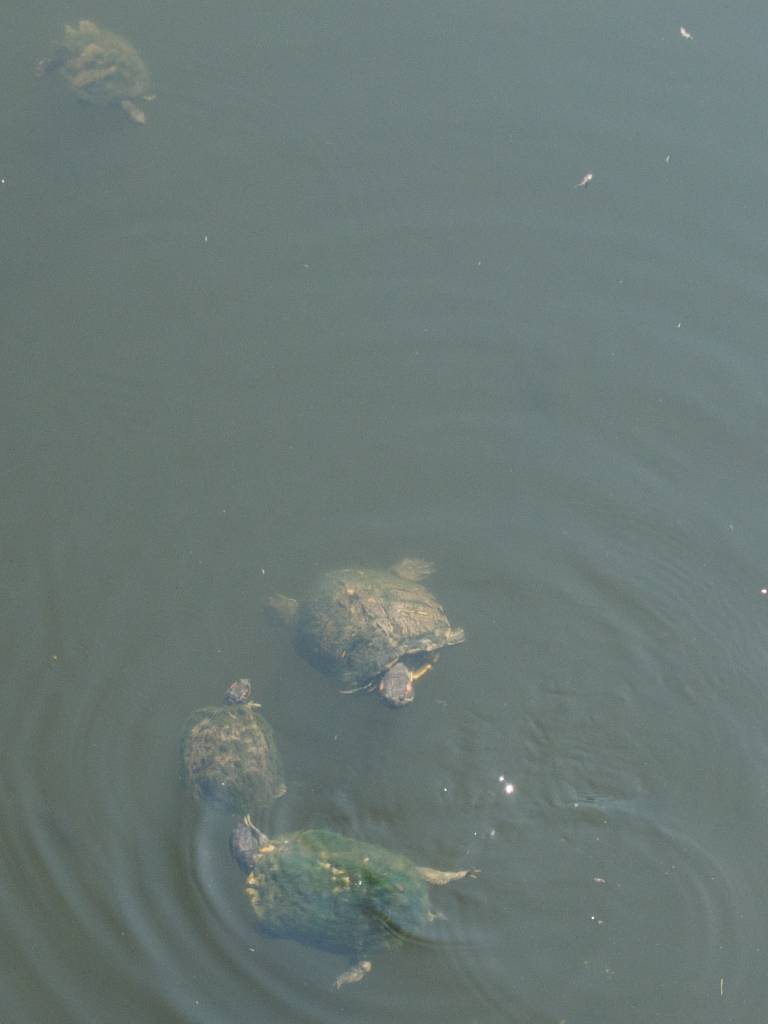 Two More Turtles Join the Game