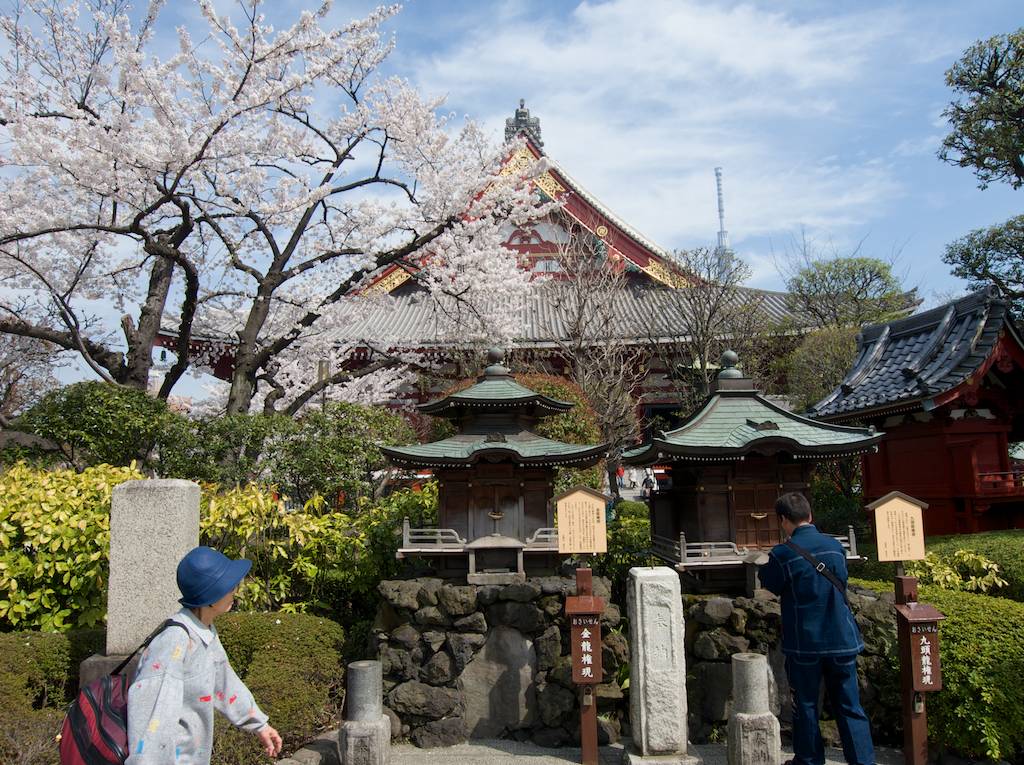 Sakura at Senso-ji Temple