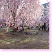 full bloom weeping cherry in sendai icon