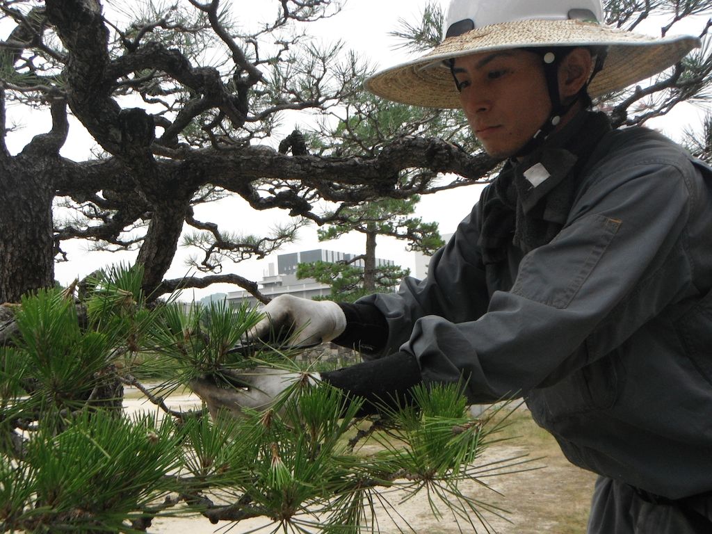 Traditional Tree Trimmers Work at Hiroshima Castle