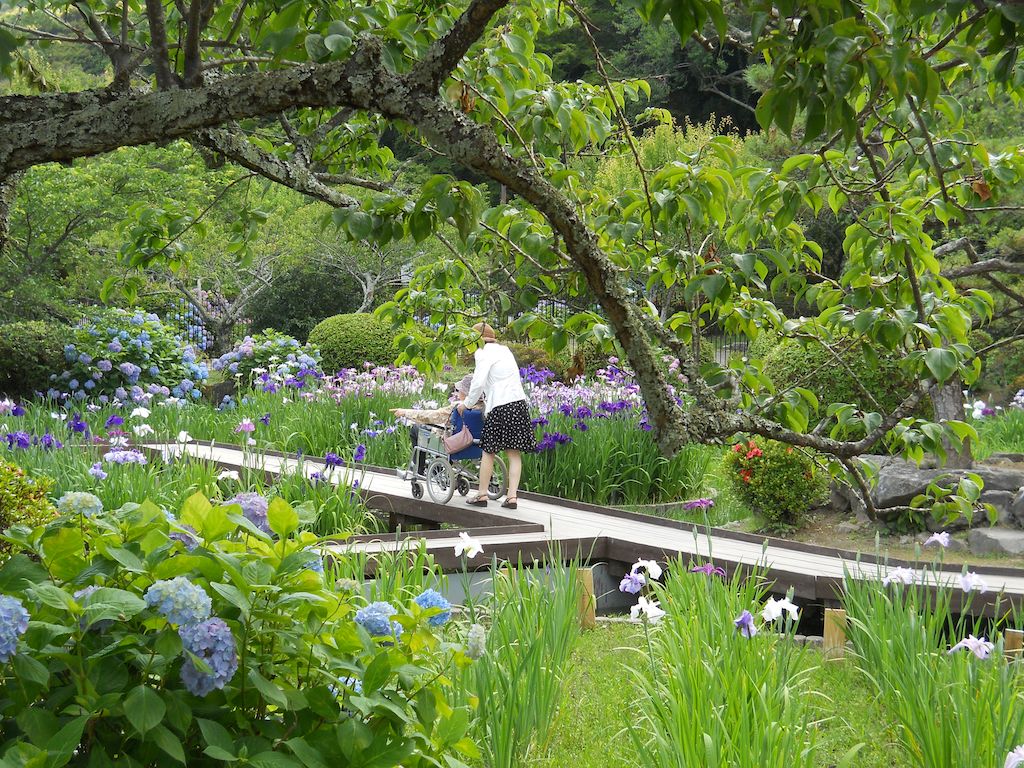 Iwakuni iris water garden