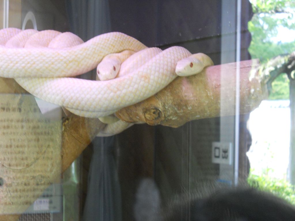 Iwakuni white snakes
