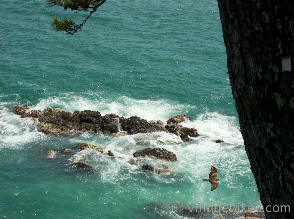 A hawk glides below as you view the emerald waters from Ryūō Point at Katsurahama.