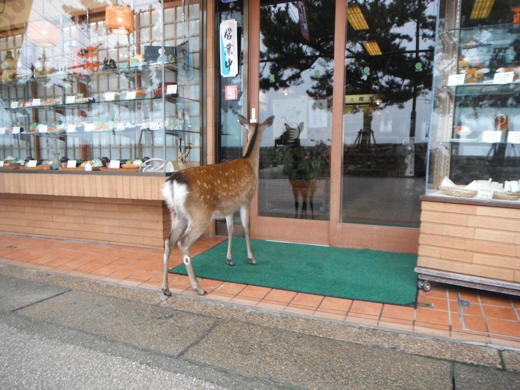 Miyajima wild deer