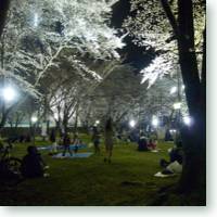 Nightime hanami (cherry blossom viewing) at Ka Jo Castle in Yamagata City