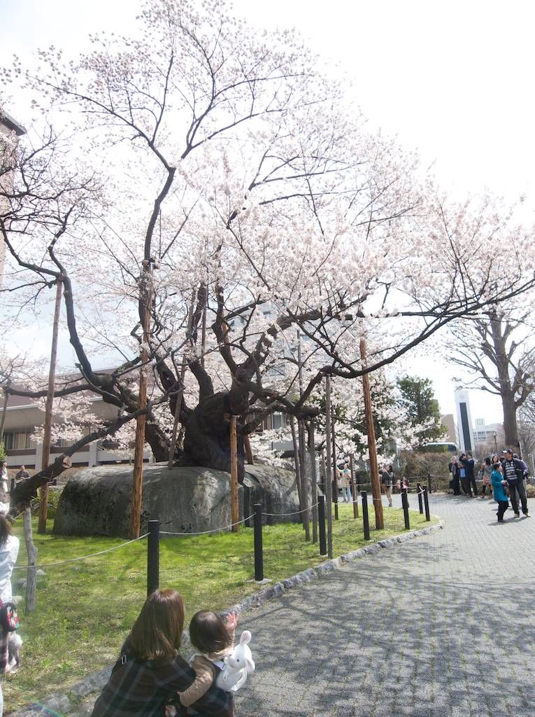 Girl With Rabbit Views Rock Splitting Sakura