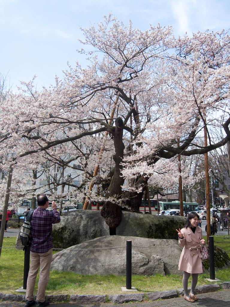 Man photographs Ishiwarizakura Rock Splitting Cherry Tree in Morioka Japan