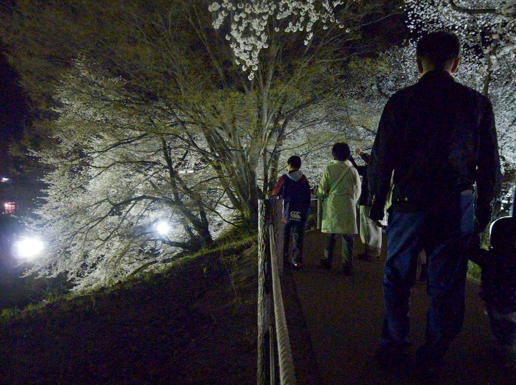 Nighttime cherry blossom viewing at Ka-jo Castle Park Yamagata
