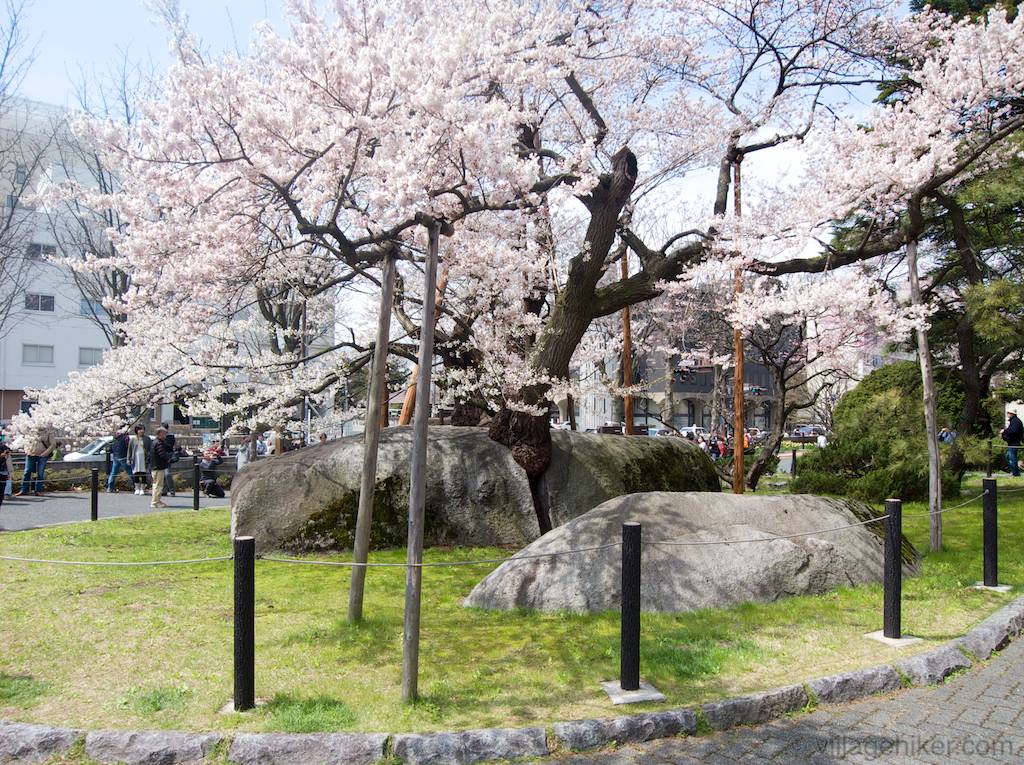 ishiwarizakura-rock-splitting-cherry-tree-in-morioka-japan