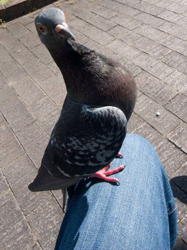 Feed a Park Pigeon Part Two And