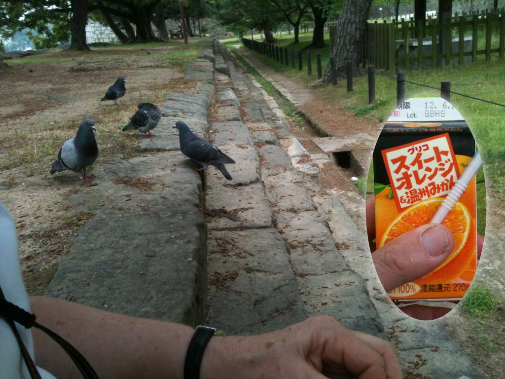 Pigeons Seeking Orange Juice at Wakayama Castle