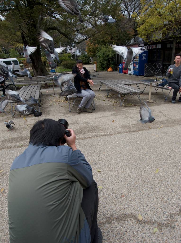 Shooting Photos of Flying Pigeons at Osaka Castle