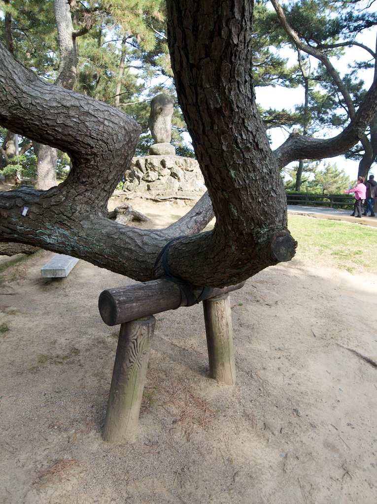 A heavy timber brace keeps an evergreen from touching the earth near Katsurahama Beach—桂浜—on the south side of Kochi City on the Japanese island of Shikoku.