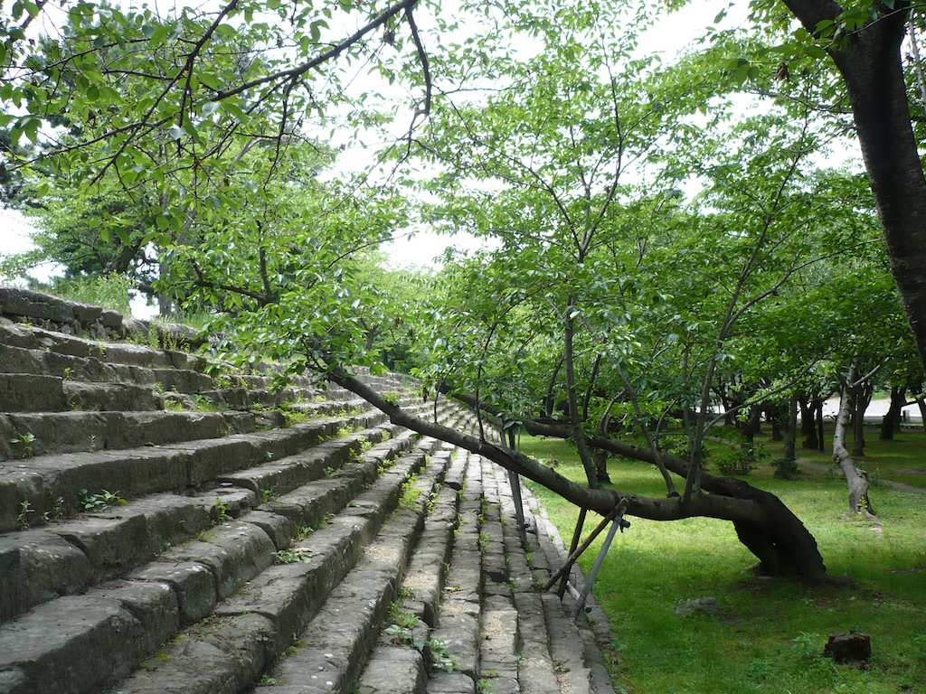 Two branches of a Japanese cherry tree—sakura (さくら, 桜)—receive manmade support as they stretch above the steps rising to the top of a moat wall at Wakayama Castle, Wakayama, Japan, Kansai Region. The tree lost one of its limbs sometime during the 18 months after the photo date.