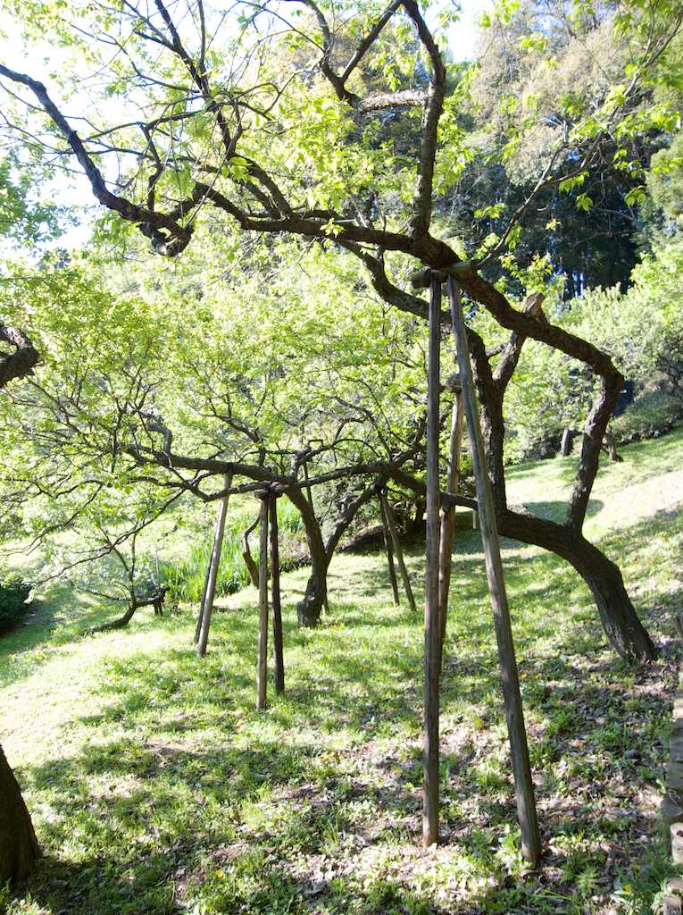 Tall supports hold up the limbs of plum trees in the Kairaku-en—偕楽園—an Edo Era garden located in Mito City, Ibaraki Prefecture, northeast of Tokyo.