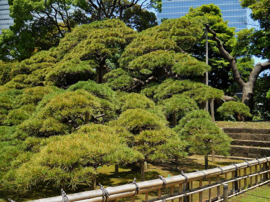 A 300-year-old pine—named 300 Year Pine—spreads across the ground with its branches lifted off the earth by many wooden supports. Yes, all of this greenery—except for the deciduous tress in the upper-left background—comes from one old pine tree. It resides at Hamarikyu Garden—浜離宮恩賜庭園—in Tokyo, Japan.