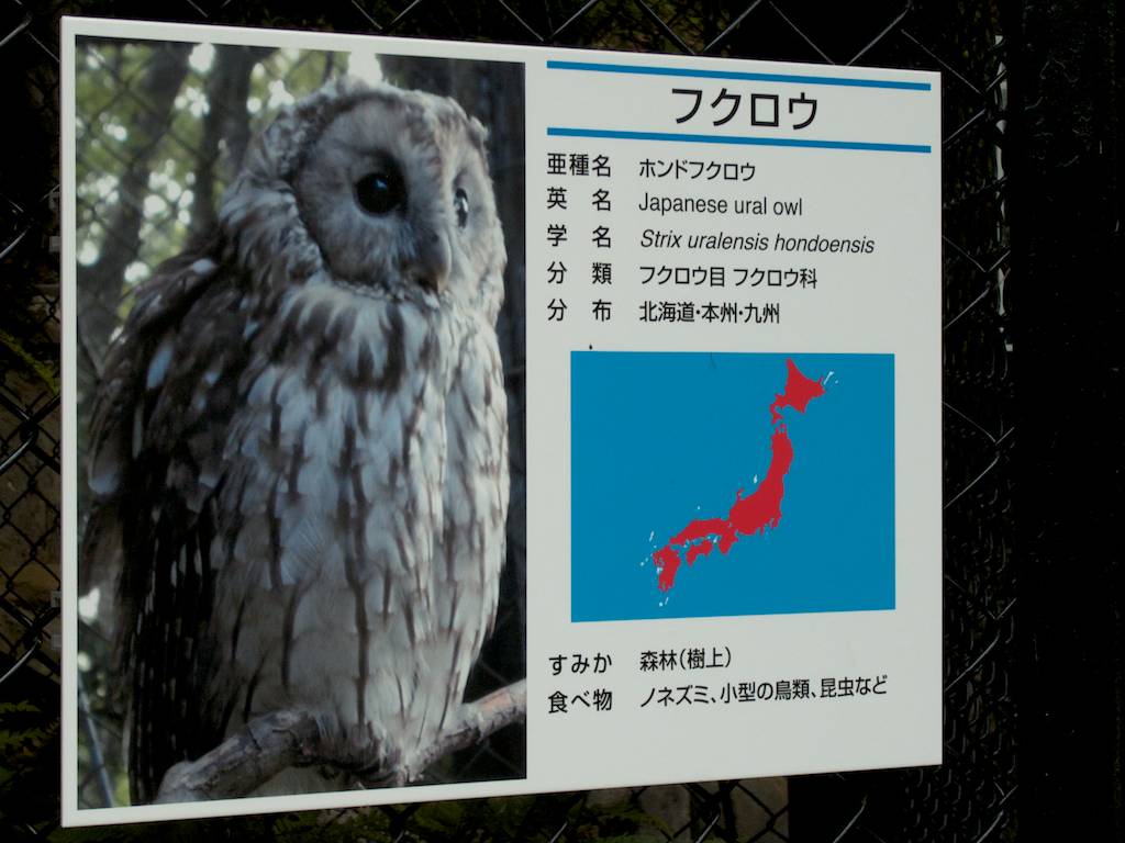 Husband of Hedwig in Japan